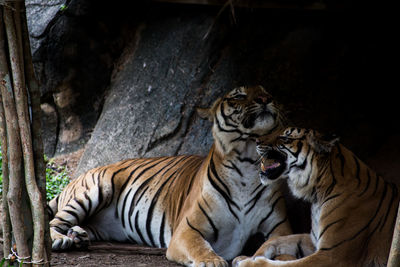 Tiger resting in zoo