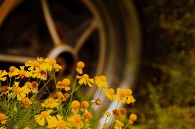 Close-up of yellow flowers