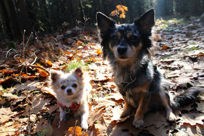 Two chihuahuas posing in the sunny autumn forest