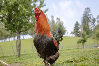 Close-up of a bird on field