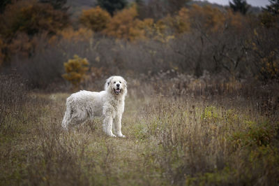 Portrait of dog on field