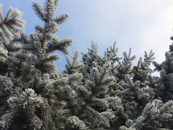 Low angle view of trees against sky