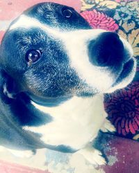 Close-up portrait of a dog