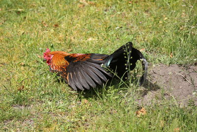 View of a bird on land