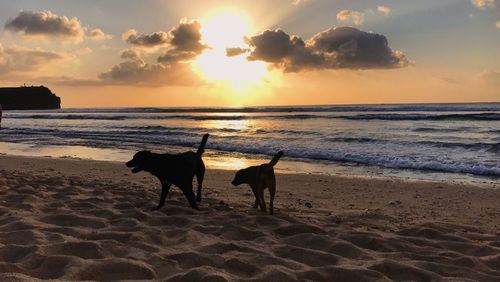 Silhouette dog on beach against sky during sunset