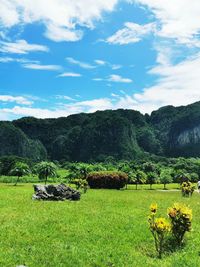 Scenic view of field against sky