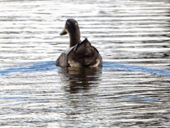 Duck swimming on lake