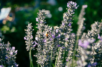 Close-up of bee pollinating on lavender