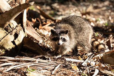 Young raccoon procyon lotor marinus forages for food in naples florida among the forest.