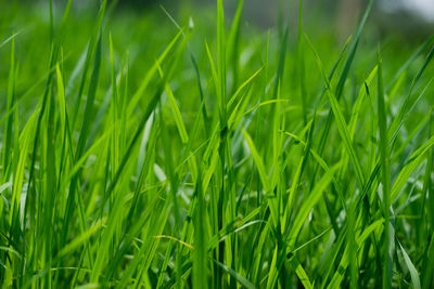 Close-up of crops growing on field