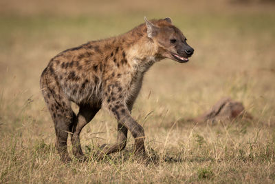 Spotted hyena running across grass in sunshine