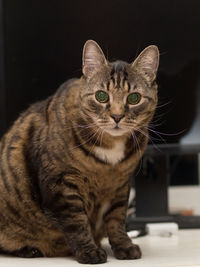 Close-up portrait of cat against sky