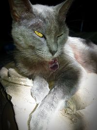 Close-up portrait of cat at home