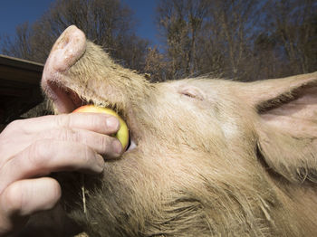 Feeding pigs on a farm, animal husbandry and livestock farming