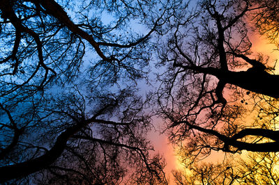 Low angle view of bare trees against sky at sunset