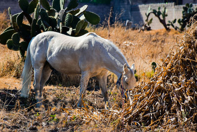 Horse grazing in field