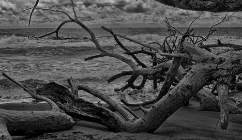Close-up of dead tree on sand