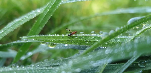 Close-up of insect on wet leaf