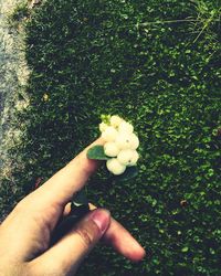 Close-up of cropped hand holding white flower