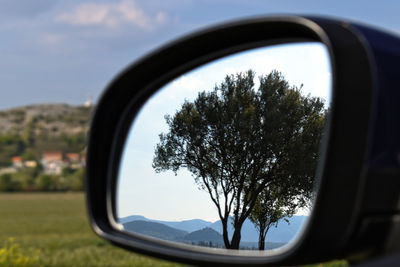 Reflection of trees on side-view mirror
