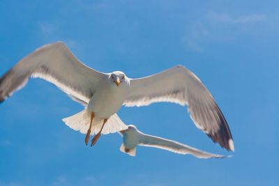 Low angle view of bird flying against blue sky