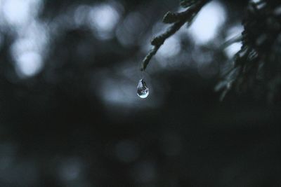 Close-up of water drops on plant