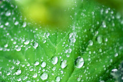 Close-up of water drops on leaf