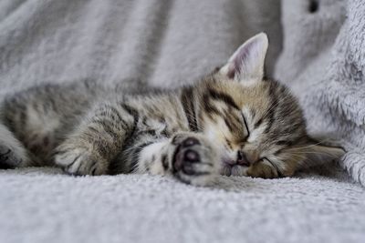 Close-up of cat lying on floor