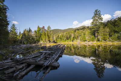 Scenic view of lake in forest against sky