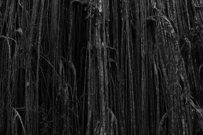 Full frame shot of tree trunk in forest