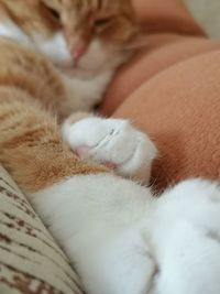 Close-up of cat sleeping on bed