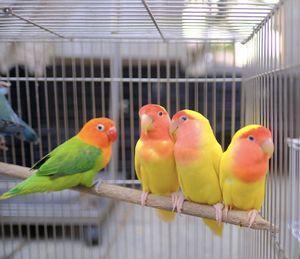 Close-up of parrot in cage