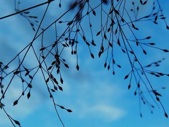 Low angle view of bare tree against blue sky