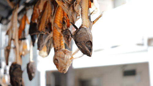 Close-up of fish hanging