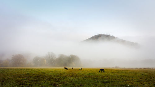 Herd of horses in a thick fog in the autumn in the feald