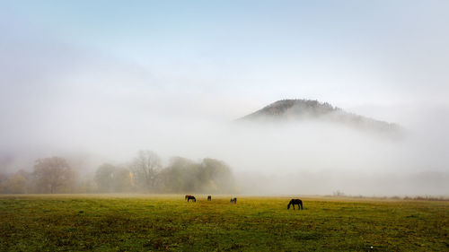 Horses in a field