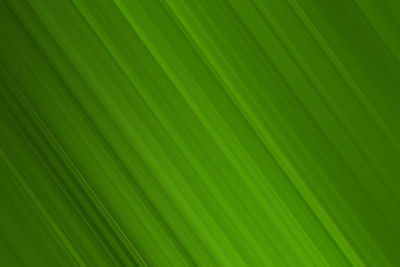 Full frame shot of palm leaves