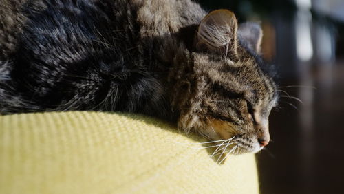 Close-up of cat sleeping