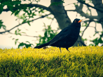 Bird perching on a field