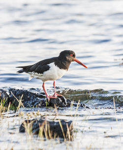 Bird perching in water