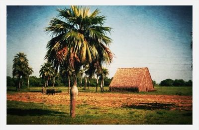 Palm trees on grassy field