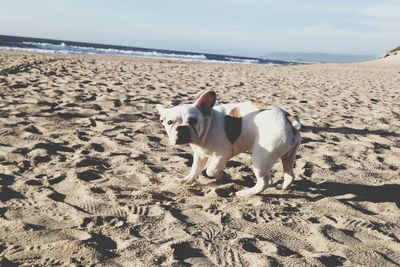 Dog on sand at beach against sky