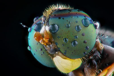 Close-up of insect in sea