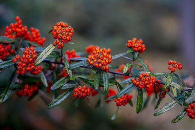 Close-up of red flowers growing on plant