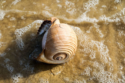 Close-up of seashell on sea shore