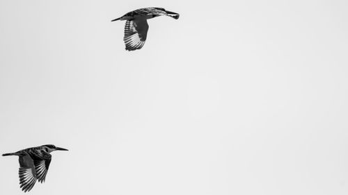 Low angle view of gray heron flying against clear sky