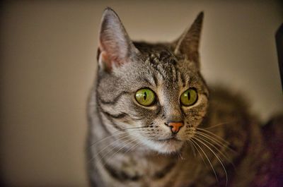 Close-up portrait of a cat