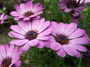 Close-up of honey bee pollinating on purple coneflower