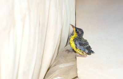 Close-up of bird perching on wall