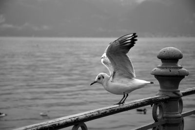 Seagulls perching on railing